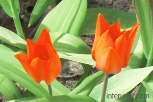 two-red-flowers