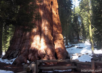 general-sherman-tree